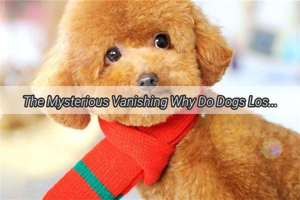 The Mysterious Vanishing Why Do Dogs Lose Their Snout Fur Unveiling the Whisker Dilemma